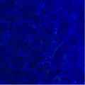 Corella 221