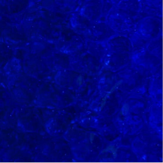 Corella 221
